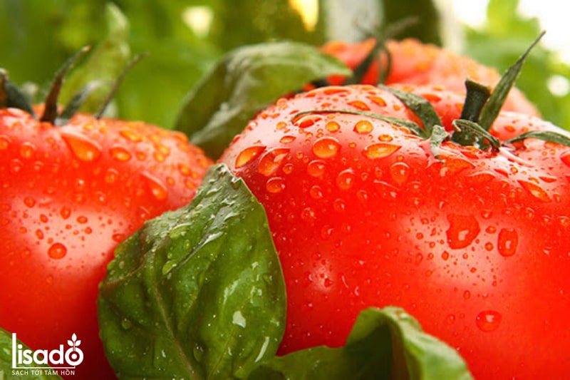 Lịch sử nguồn gốc cây cà chua? Các loại cà chua phổ biến?