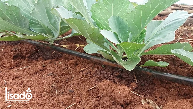 Cách trồng và chăm sóc bắp cải theo phương pháp tưới nhỏ giọt