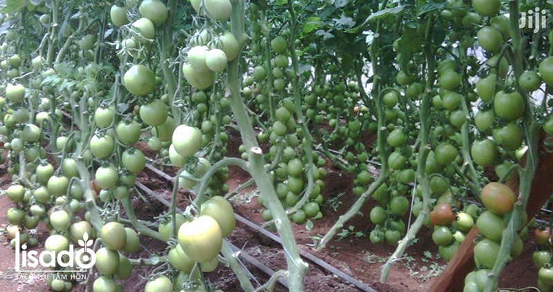 Cách trồng và chăm sóc cà chua theo phương pháp tưới nhỏ giọt