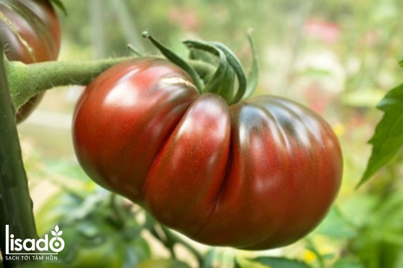 Cách trồng và chăm sóc cà chua theo phương pháp tưới nhỏ giọt