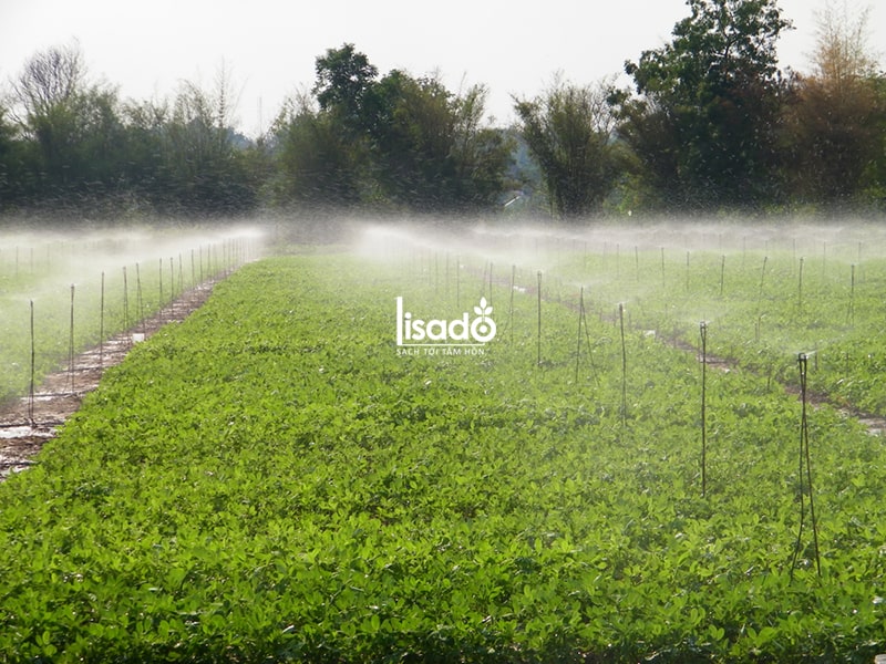 Cách trồng và chăm sóc đậu phộng (lạc) theo phương pháp tưới phun mưa