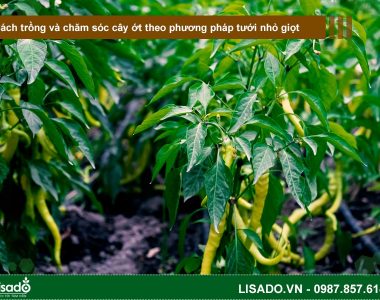 Cách trồng và chăm sóc cây ớt theo phương pháp tưới nhỏ giọt