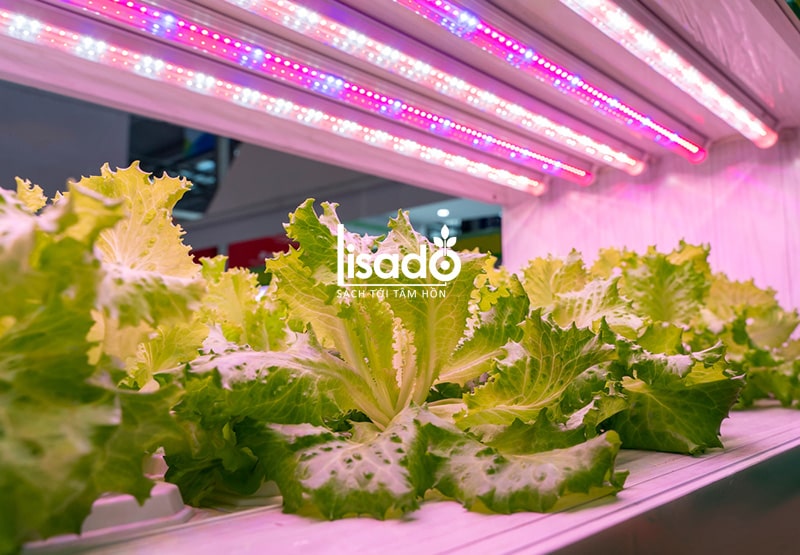 Đèn LED chuyên dụng trồng rau TRR 120/25W-100% RED - Rạng Đông