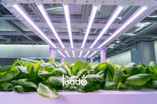 Đèn LED trồng cây, trồng rau, nuôi cấy mô 1.2m D NCM02L 60/10W (Rạng Đông)