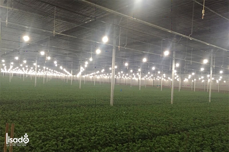  Đèn LED trồng hoa cúc 9W LED HC A60/9W 3000K - Rạng Đông